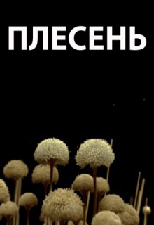  Фильм Плесень